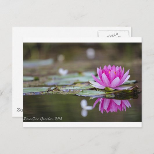 Lotus Postkarte (Vorne/Hinten)
