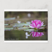 Lotus Postkarte (Vorderseite)
