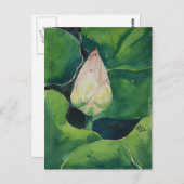 Lotus Postkarte (Vorne/Hinten)