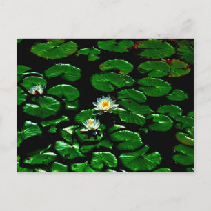 Lotus Postkarte