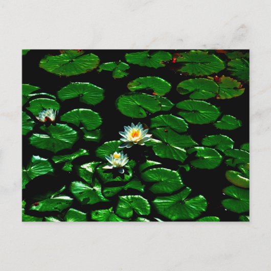 Lotus Postkarte (Vorderseite)