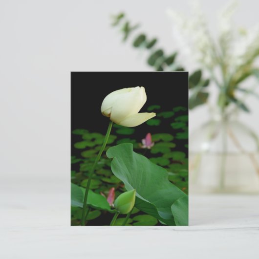 Lotus Postkarte (Stehend Vorderseite)