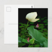 Lotus Postkarte (Vorne/Hinten)