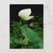 Lotus Postkarte (Vorderseite)