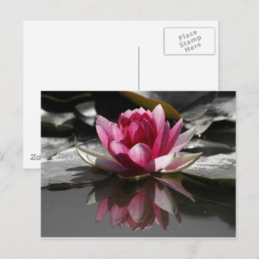 Lotus Postkarte (Vorne/Hinten)
