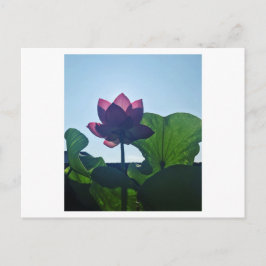 Lotus Postkarte