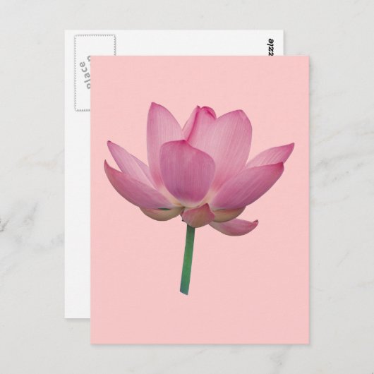 Lotus Postkarte (Vorne/Hinten)