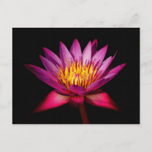 Lotus Postkarte