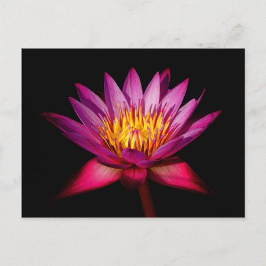 Lotus Postkarte (Vorderseite)