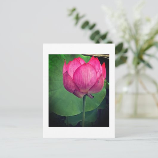 Lotus Postkarte (Stehend Vorderseite)