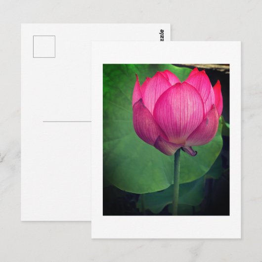 Lotus Postkarte (Vorne/Hinten)