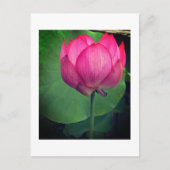 Lotus Postkarte (Vorderseite)