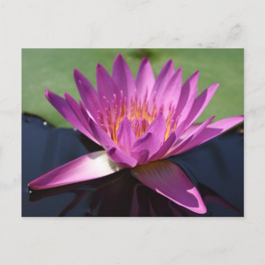 Lotus Postkarte (Vorderseite)