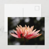 Lotus Postkarte (Vorne/Hinten)