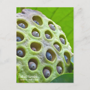Lotus Seeds: Nelumbo nucifera ポ [Postkarte] ス ト ド Postkarte