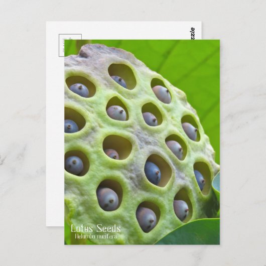 Lotus Seeds: Nelumbo nucifera ポ [Postkarte] ス ト ド Postkarte (Vorne/Hinten)