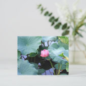 Lotus steht kurz vor der Blüte Postkarte (Stehend Vorderseite)