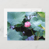 Lotus steht kurz vor der Blüte Postkarte (Vorne/Hinten)
