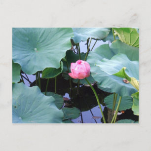 Lotus steht kurz vor der Blüte Postkarte