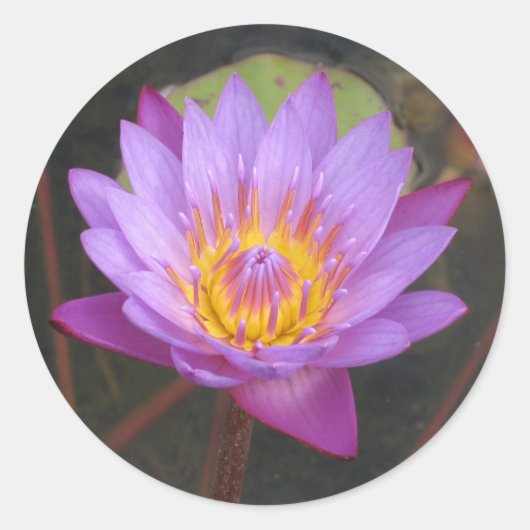 Lotus Stickers (Vorderseite)