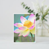 Lotus "Suihiren" Postkarte (Stehend Vorderseite)
