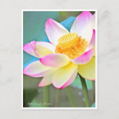 Lotus "Suihiren" Postkarte (Vorderseite)