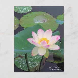 Lotus "Suihiren":Postkarte Postkarte
