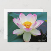 Lotus "Suihiren":Postkarte Postkarte (Vorne/Hinten)