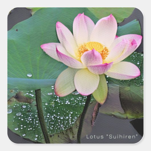 Lotus "Suihiren" Quadratischer Aufkleber (Vorderseite)