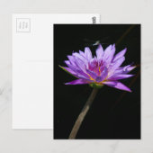 Lotus und Dragonfly Postkarte (Vorne/Hinten)