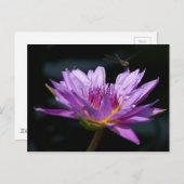 Lotus und Dragonfly Postkarte (Vorne/Hinten)