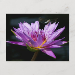Lotus und Dragonfly Postkarte