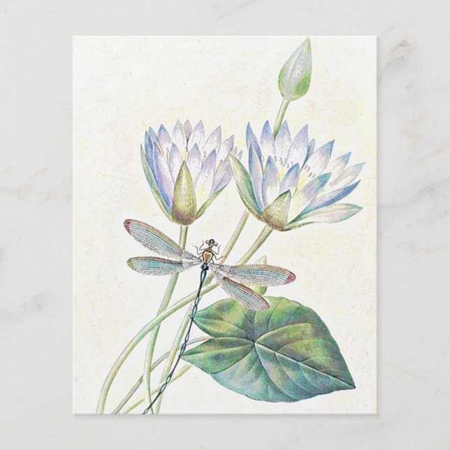 Lotus und Libelle (Vorderseite)