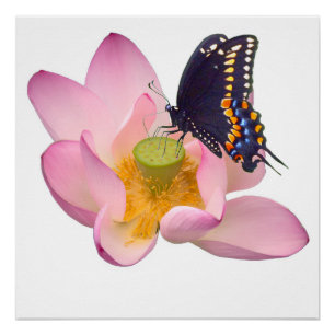 Lotus und Schmetterling Poster