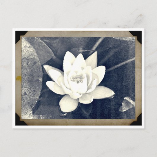 LOTUS VINTAG FOTOGRAPH POSTCARD POSTKARTE (Vorderseite)