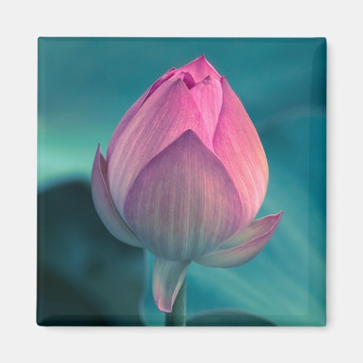Lotus Water Lily Blume Magnet (Vorne)