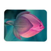 Lotus Water Lily Blume Magnet (Horizontal)