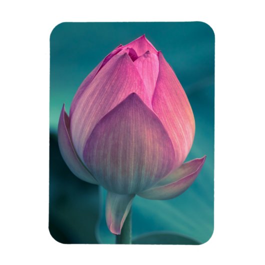Lotus Water Lily Blume Magnet (Vertikal)