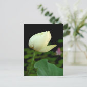 Lotus Water Lily Bud Postkarte (Stehend Vorderseite)
