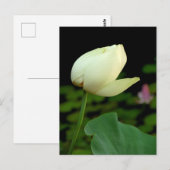 Lotus Water Lily Bud Postkarte (Vorne/Hinten)