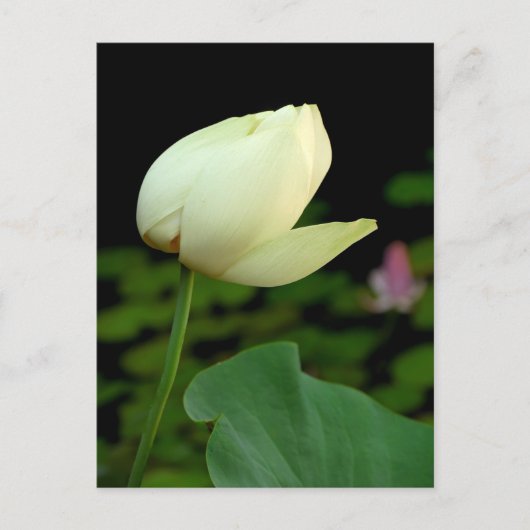 Lotus Water Lily Bud Postkarte (Vorderseite)