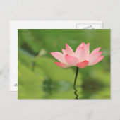 Lotus Zen Postkarte (Vorne/Hinten)