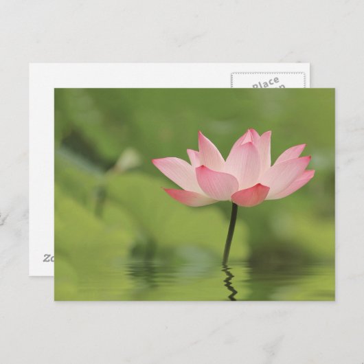Lotus Zen Postkarte (Vorne/Hinten)