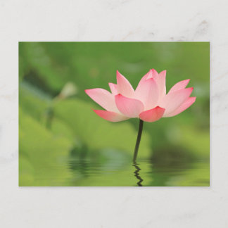 Lotus Zen Postkarte