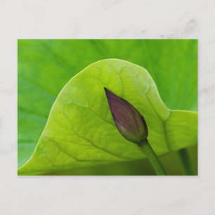 Lotusblatt und -knospe   North Carolina Postkarte