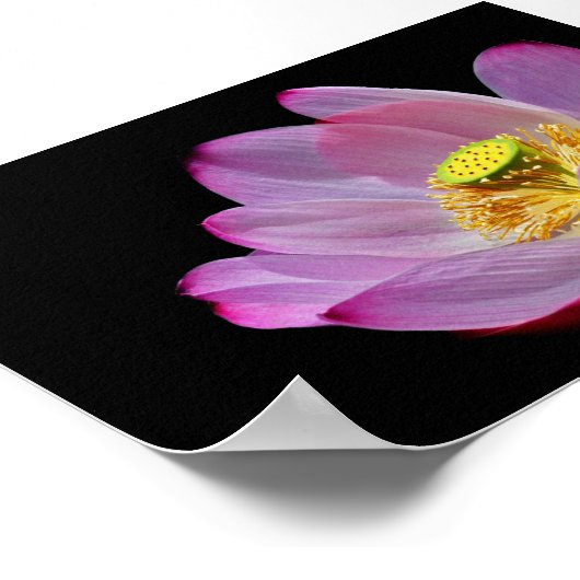 Lotusblume Poster (Ecke)