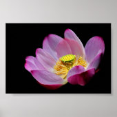 Lotusblume Poster (Vorne)