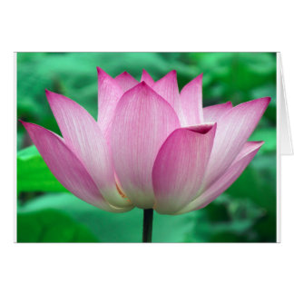 Lotusblüte