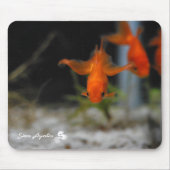 Lotusfantail-orange Goldfisch Mousepad (Vorne)