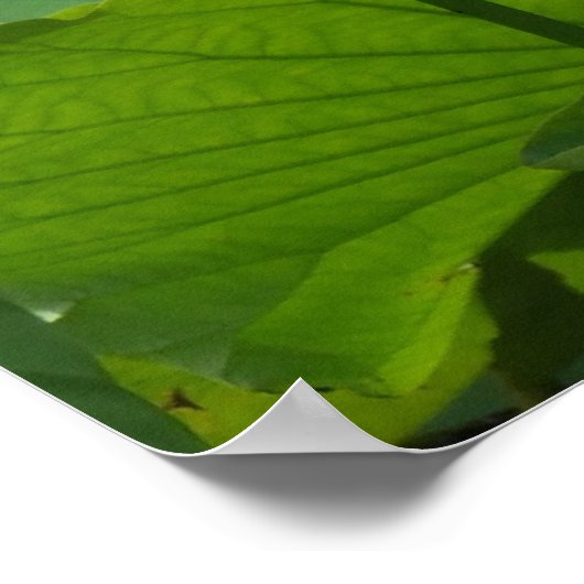 Lotusse Poster (Ecke)